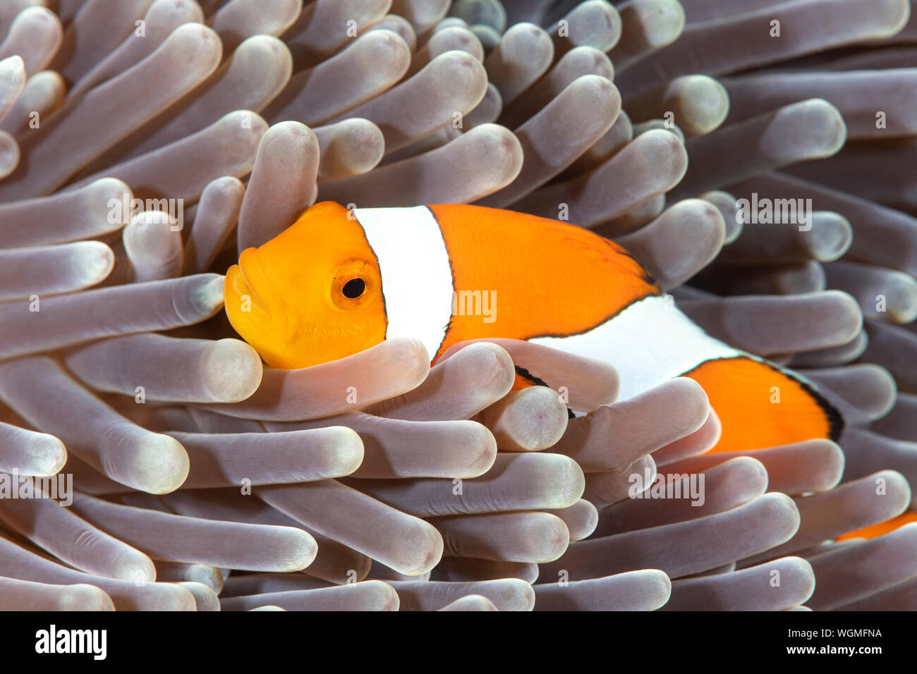 Un colorato arancione clownfish si nasconde tra i tentacoli di protezione di un anemone marittimo nei tropici di Tulamben Indonesia. Foto Stock