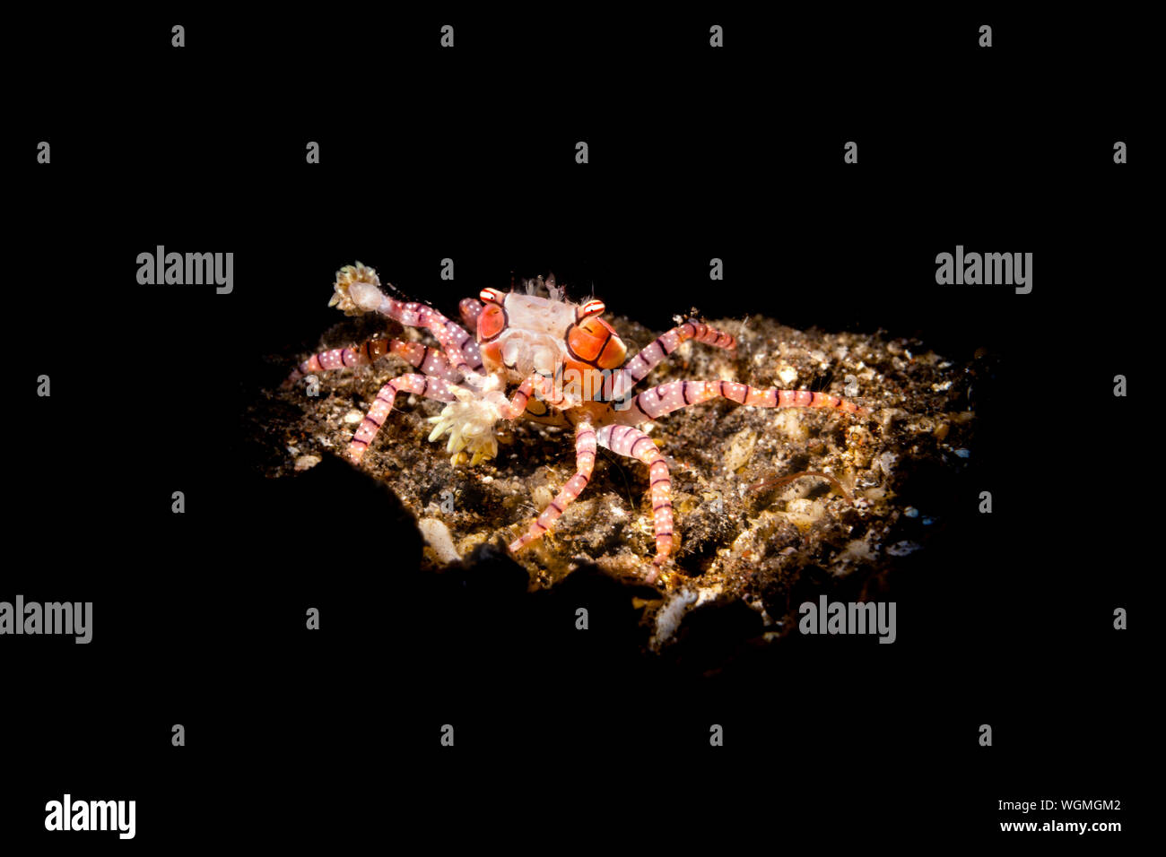 Piccolo granchio boxer, illuminata con una luce snoot, porta intorno un piccolo anemone marittimo in ciascuna griffa, somigliante ad un pugile con guanti o cheerleader con il pom-pom Foto Stock