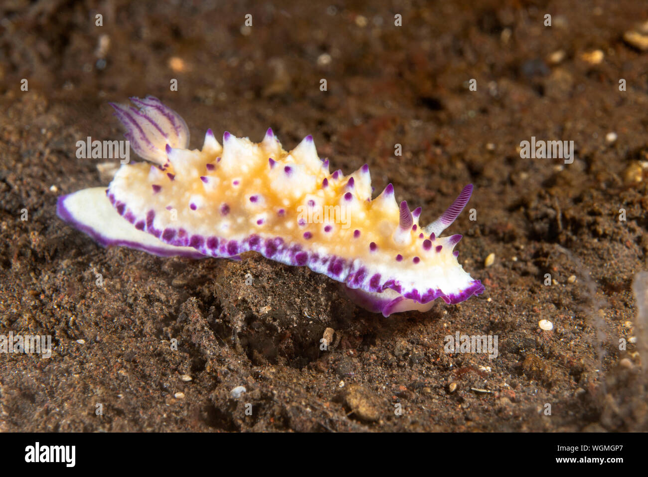 Una sconnessa mexichromis di colore giallo e con riflessi viola crawl attraverso il fondo di Tulamben bay. Foto Stock
