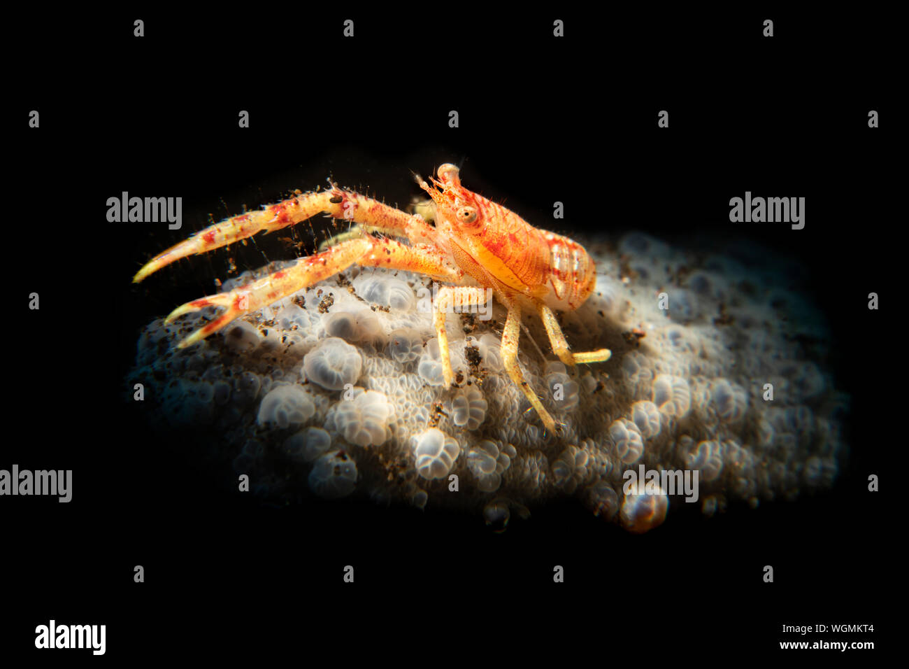 Squat arancione aragosta su un colpo di spugna con una luce snoot dà un pop. Da Tulamben, Indonesia. Foto Stock