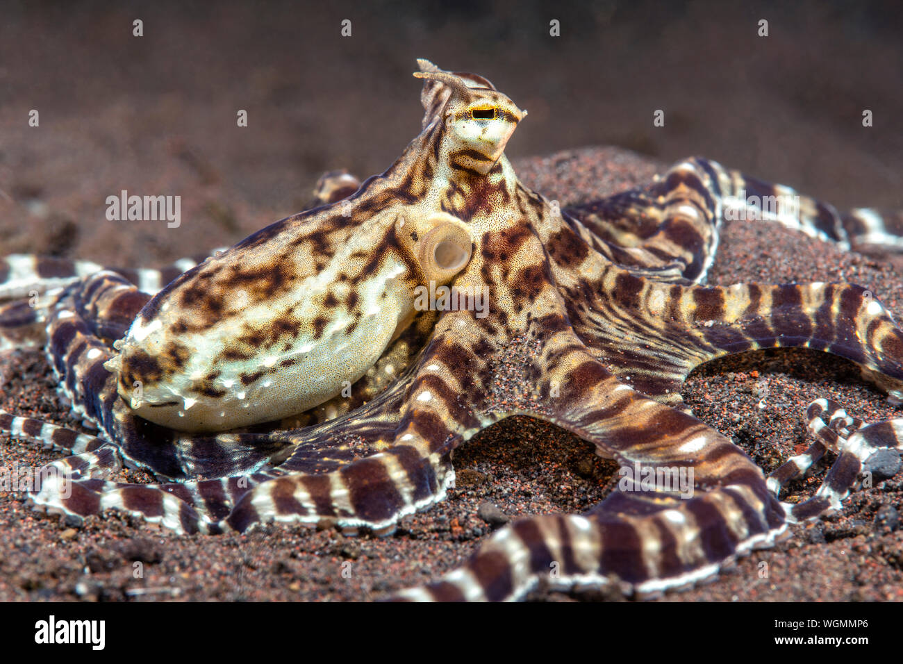 Mimic octopus crawl attraverso un letto di alghe Tulamben, Indonesia. Questi polipi sono in grado di rappresentare altri specie locali di polpo. Foto Stock