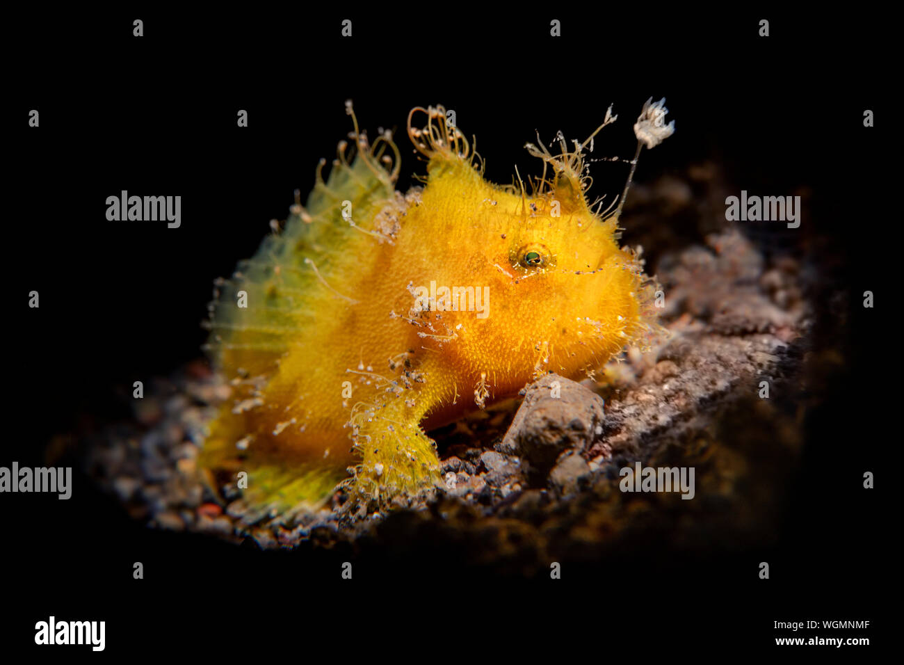 Una piccola rana pescatrice giallo sul fondo sabbioso di Bali, Indonesia è accesa con un snoot e mostra l'esca artificiale che utilizza a caccia di altri piccoli pesci. Foto Stock