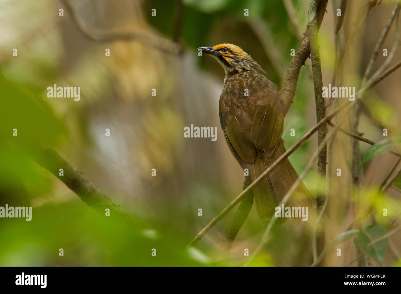 La paglia-intitolata Bulbul - Pycnonotus zeylanicus songbird nella famiglia di bulbul, Pycnonotidae, trovati dalla penisola malese del Borneo, habitat naturali ar Foto Stock