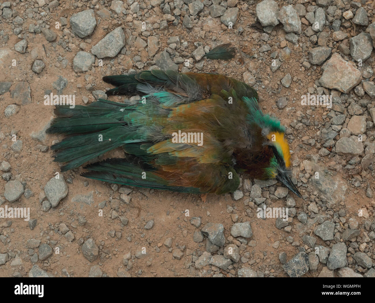 Vista dall'alto di morti gruccione posa sul suolo Foto Stock