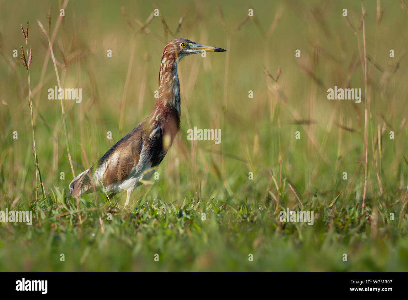 Cinese - Pond-Heron Ardeola bacchus è un oriente asiatico uccello di acqua dolce della famiglia di airone, (Ardeidi). La caccia in pascoli. Foto Stock