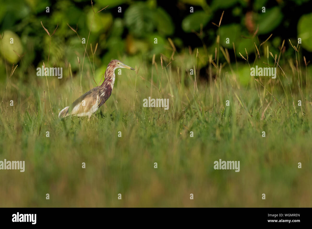 Indian Pond-Heron o paddybird - Ardeola grayii è un piccolo airone. È del Vecchio Mondo origini, allevamento in Iran meridionale e ad est al Pakistan, India, B Foto Stock