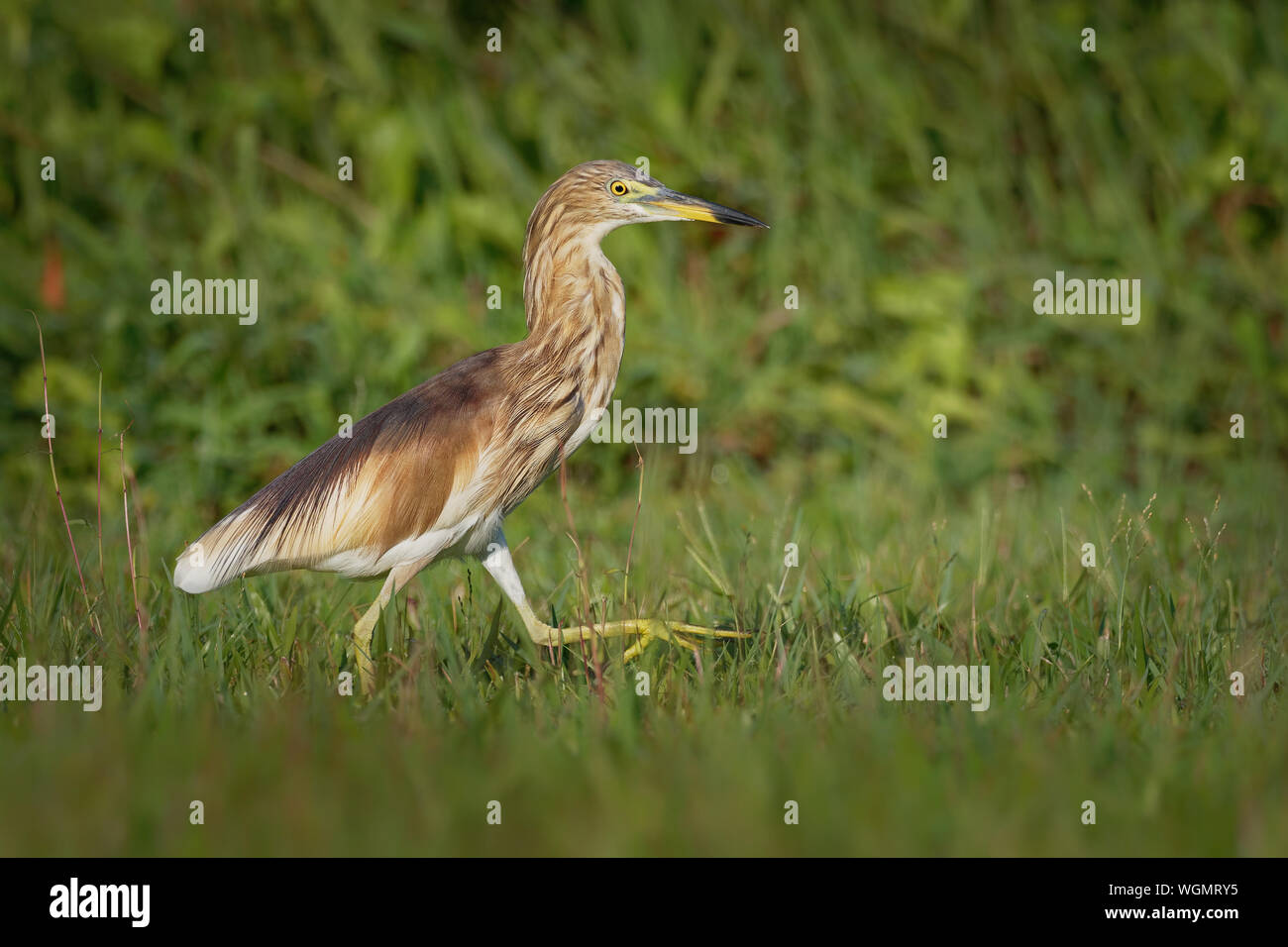 Indian Pond-Heron o paddybird - Ardeola grayii è un piccolo airone. È del Vecchio Mondo origini, allevamento in Iran meridionale e ad est al Pakistan, India, B Foto Stock