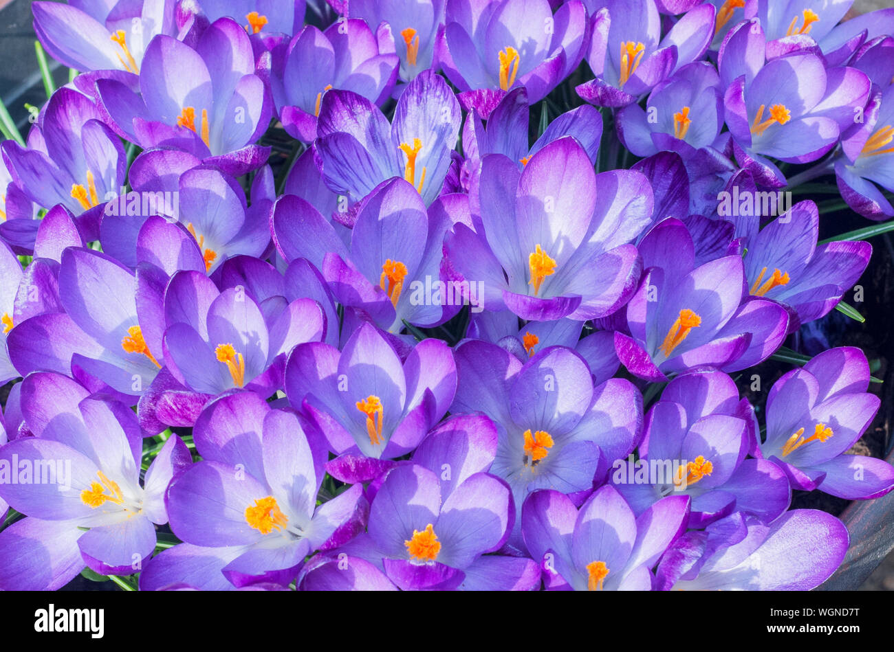 Chiudere il gruppo di crocus vernus Purpureus Grandiflorus mostra lo stigma e stame tardo inverno a inizio primavera la fioritura e frost hardy Cormòns Foto Stock