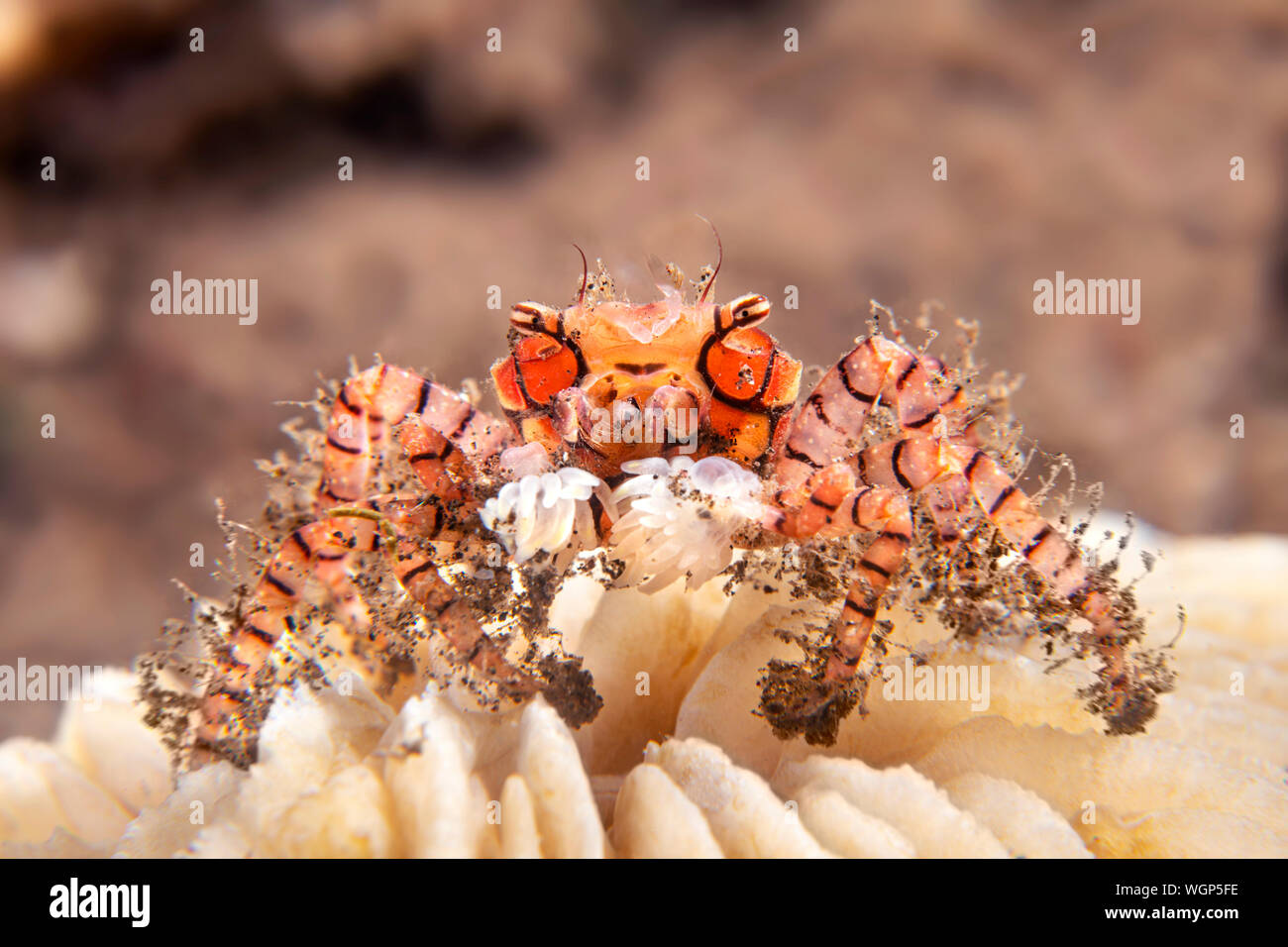 Piccolo granchio boxer porta intorno un piccolo anemone marittimo in ciascuna griffa, somigliante ad un pugile con guanti o cheerleader con il pom-pom. Foto Stock