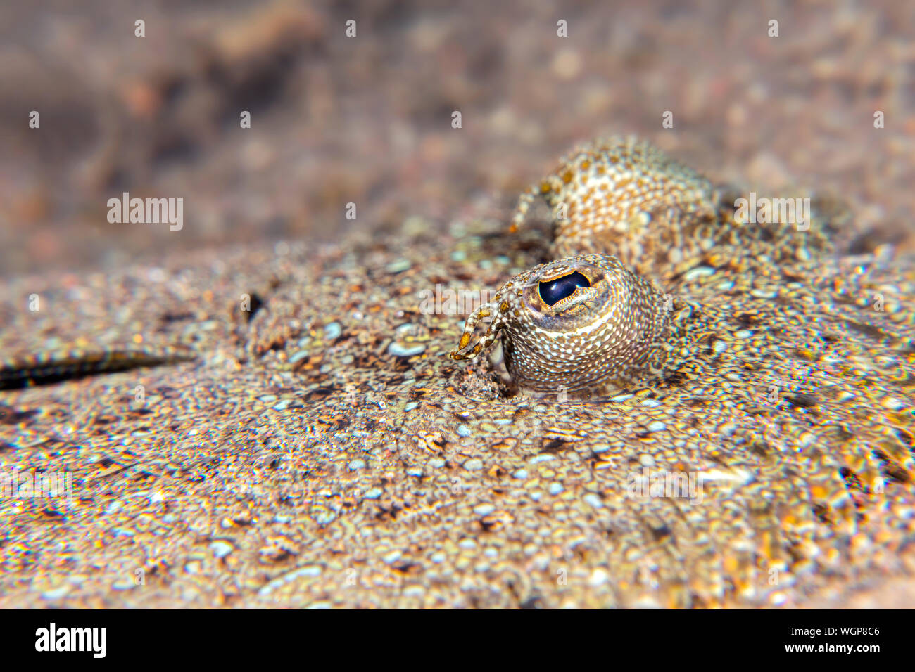 Close up di un fondatore con gli occhi mentre si appoggia sul fondo sabbioso di Tulamben in Bali. Foto Stock