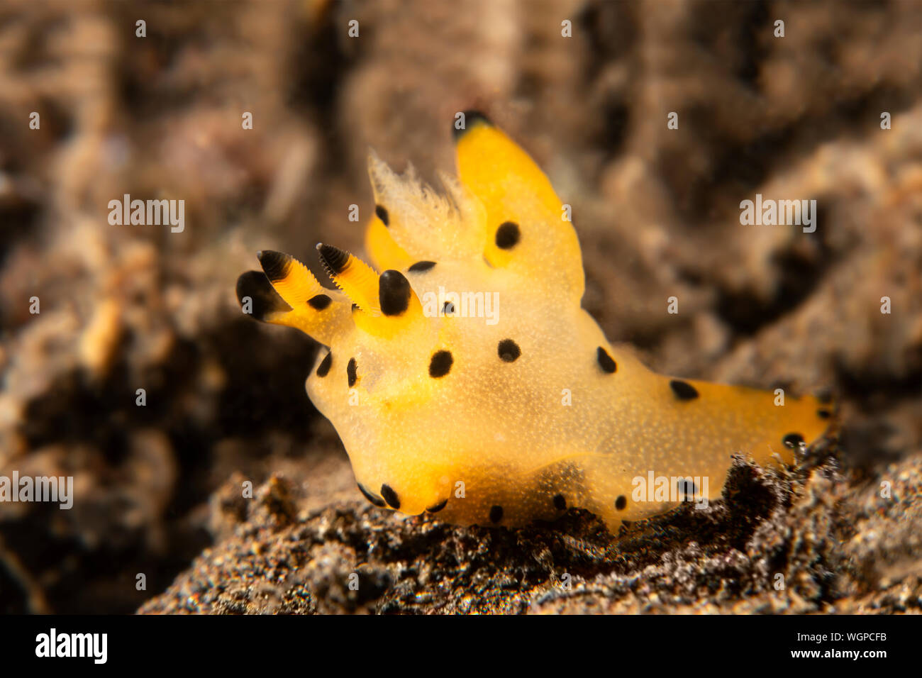 Uno strano cercando di arancione e giallo pikachu crawl nudibranch attraverso una barriera corallina in cerca di cibo. Foto Stock
