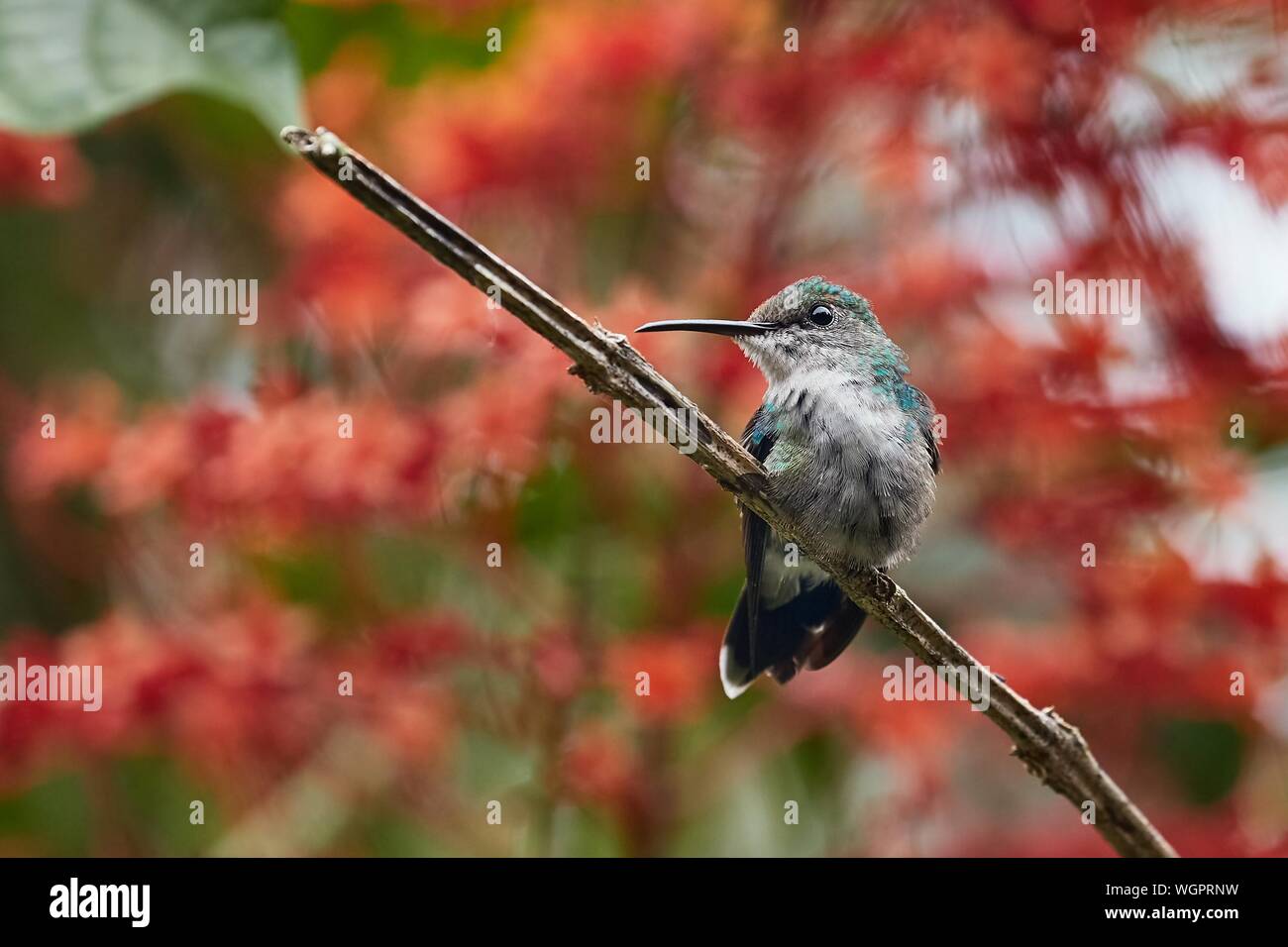 Colibri alimentazione da fiore in una foresta pluviale Foto Stock
