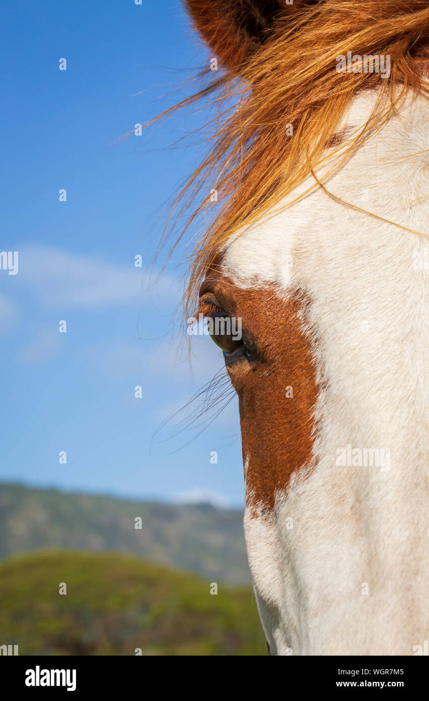 Ritratto di un cavallo con il blu del cielo Foto Stock