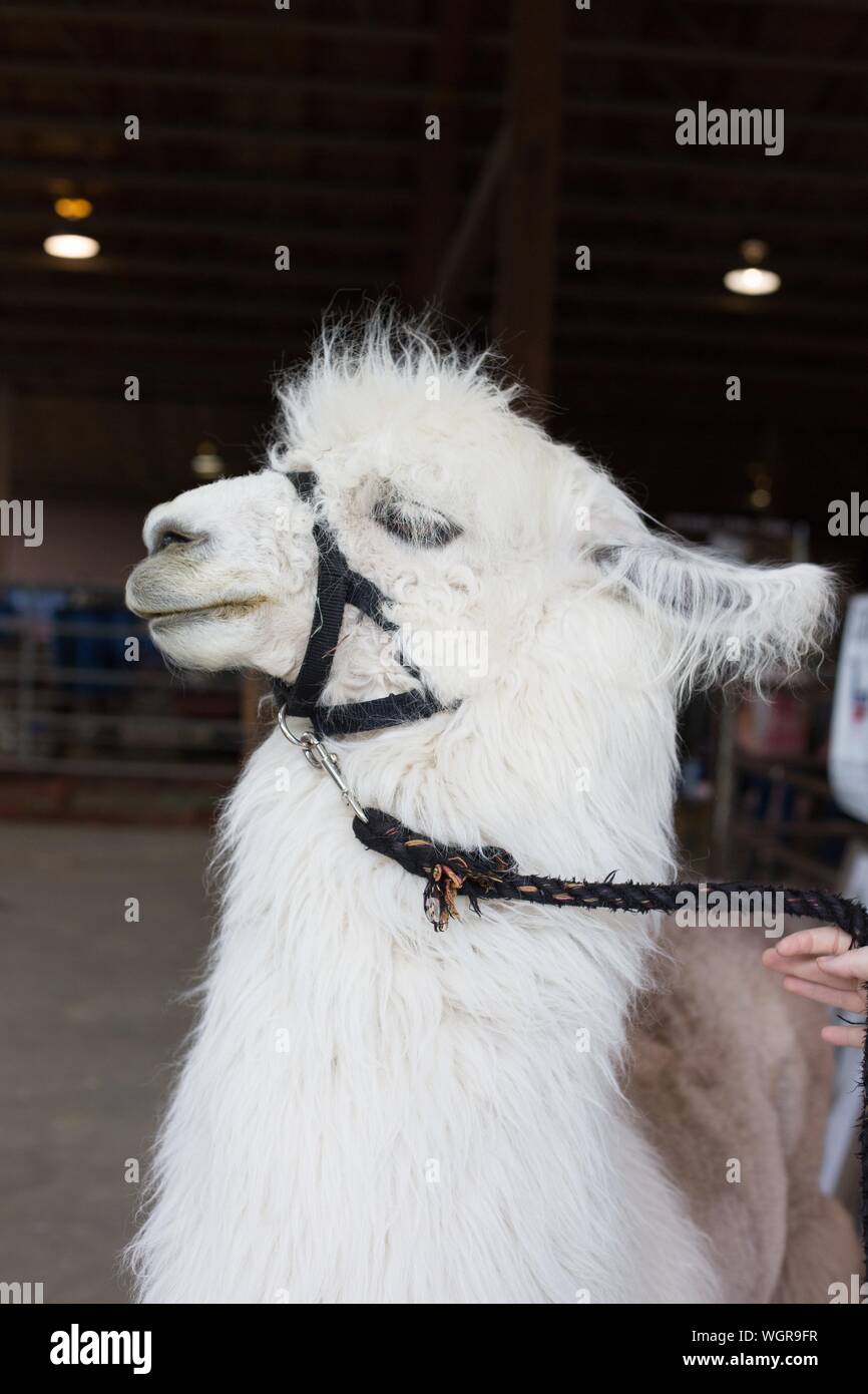 Cesare No Drama Llama, incontro con il pubblico, alla Oregon State Fair di Salem, Oregon, Stati Uniti d'America. Foto Stock