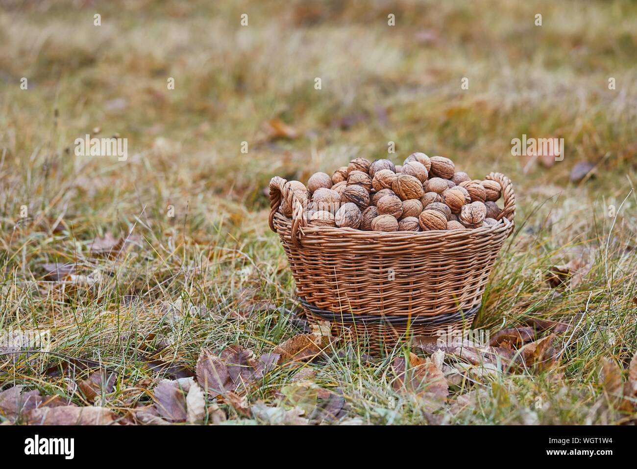 Le noci in un cestello Foto Stock