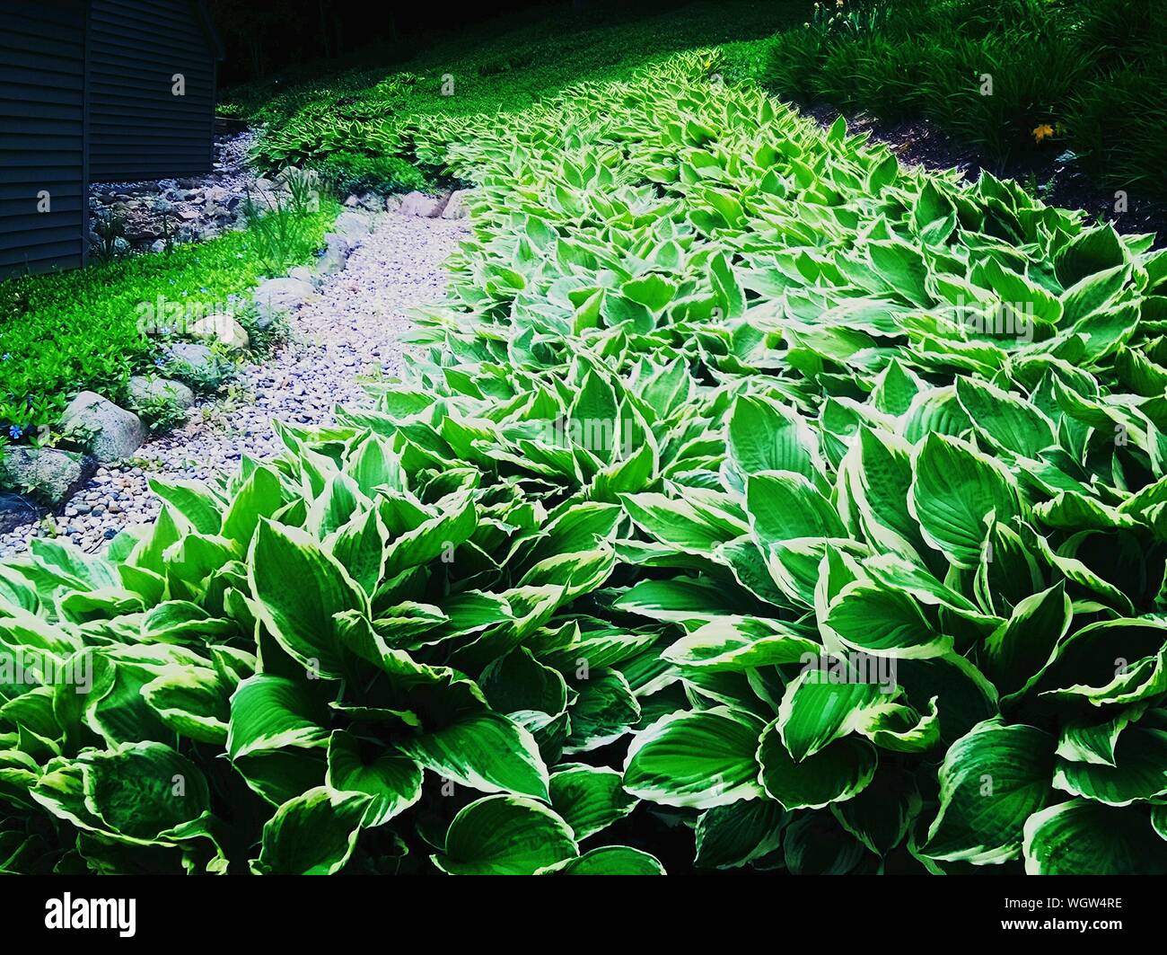 Vegetazione lussureggiante di piante lungo il sentiero Foto Stock
