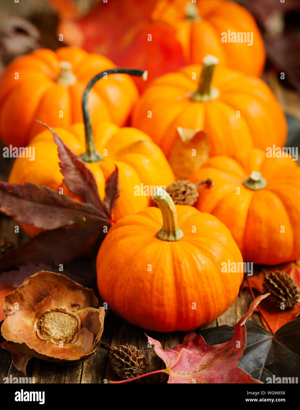 Zucche di autunno Foto Stock