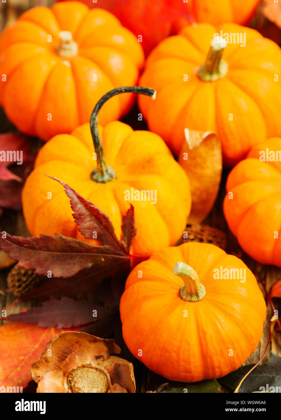 Zucche di autunno Foto Stock
