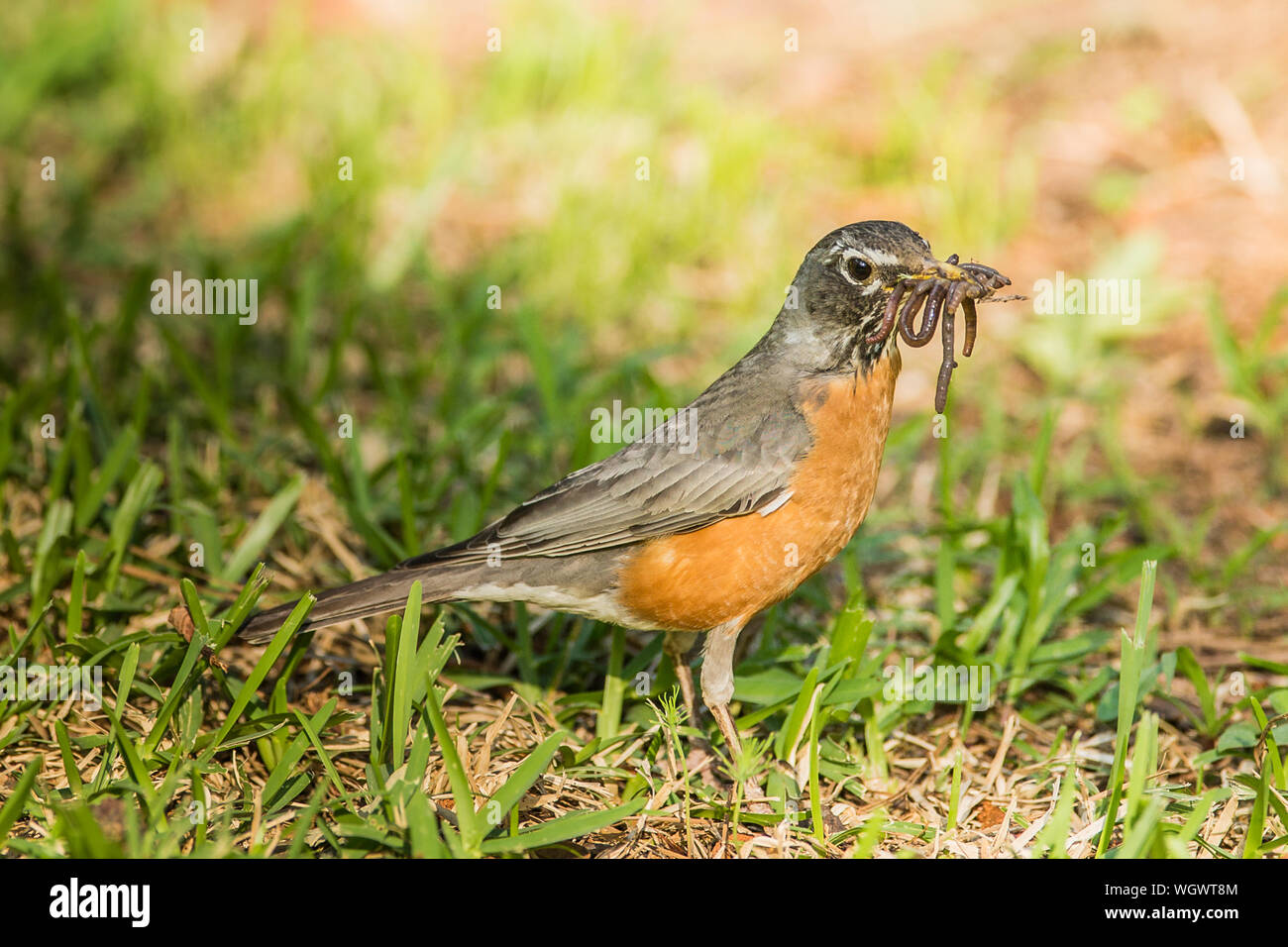 Close-up di uccello con la vite senza fine si appollaia su campo Foto Stock