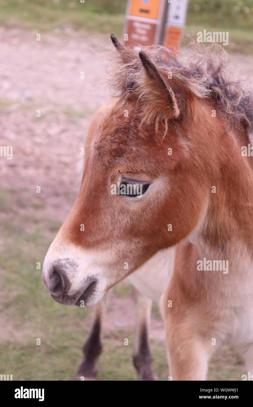 Un pony selvatici a Grayson Highlands State Park, Bocca di Wilson, Virginia Foto Stock