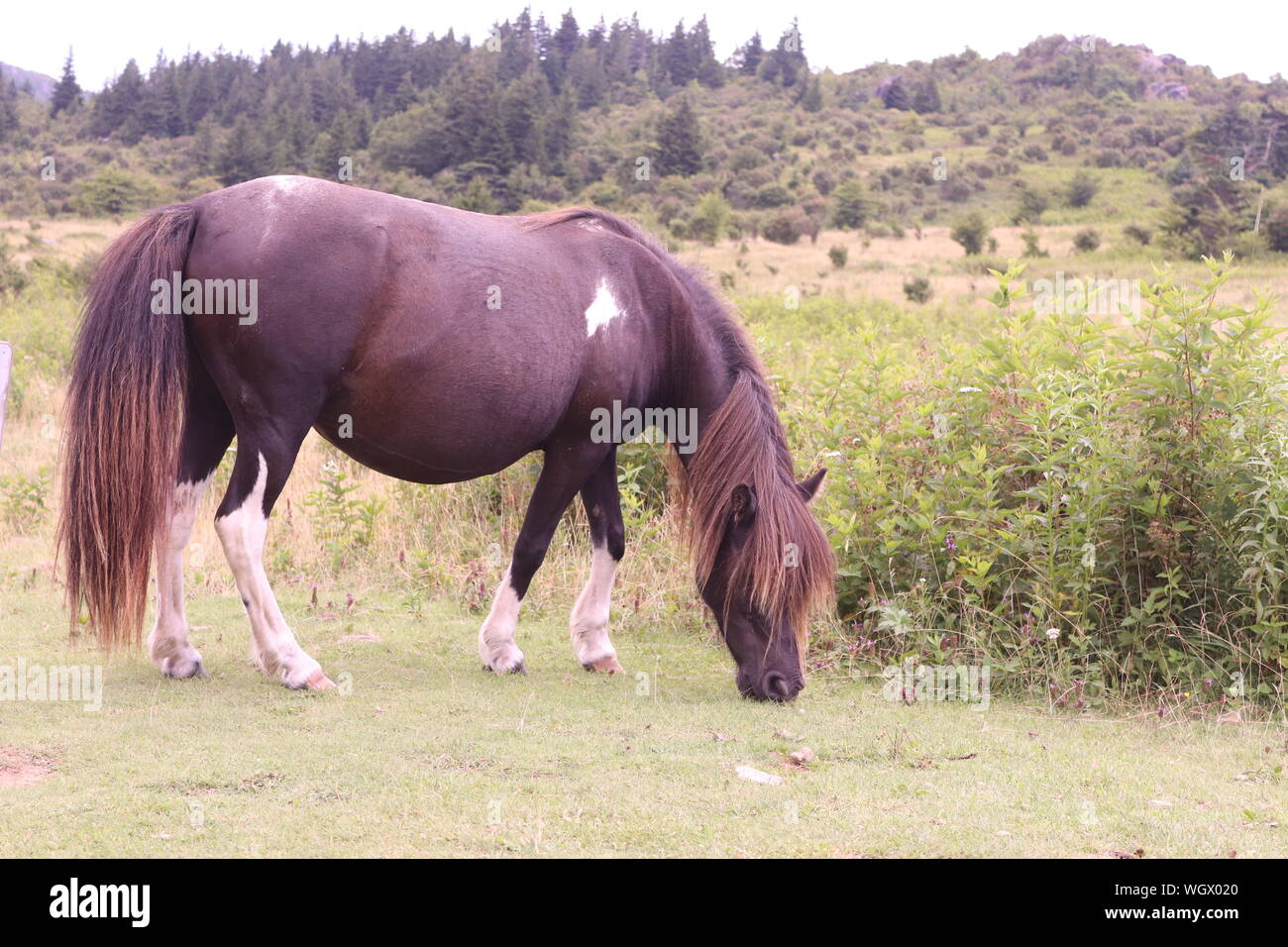 Un pony selvatici a Grayson Highlands State Park, Bocca di Wilson, Virginia Foto Stock