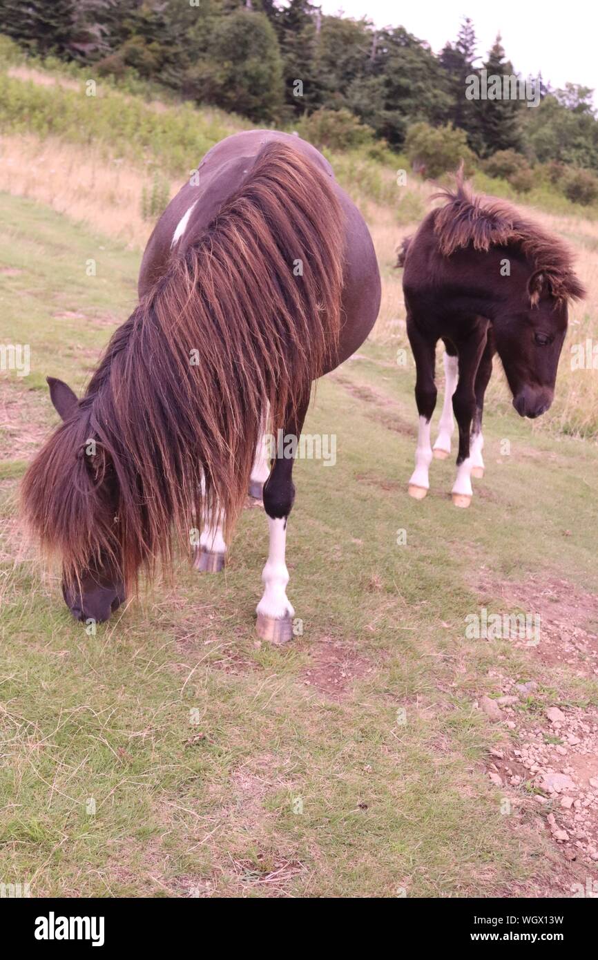 Pony selvatici a Grayson Highlands State Park, Bocca di Wilson, Virginia Foto Stock