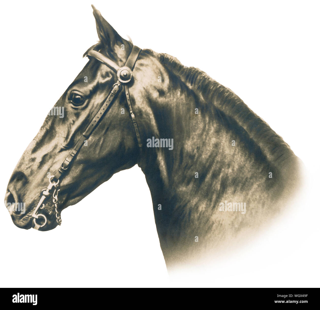 Unidentified testa di cavallo fotografia da un'epoca edoardiana cartolina. Foto Stock