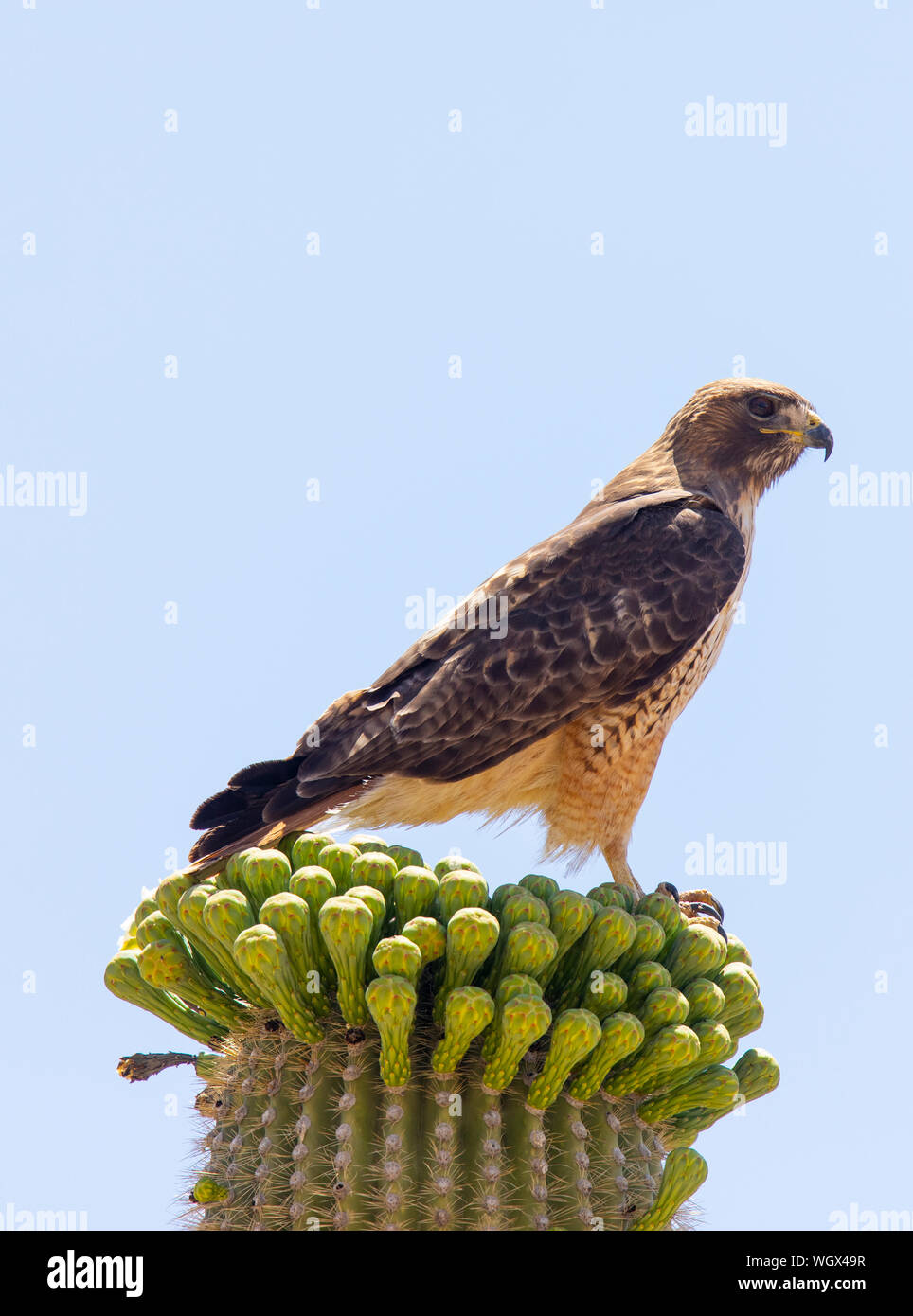 Red Tailed Hawk, Tortolita Mountains, Marana, vicino a Tucson, Arizona. Foto Stock