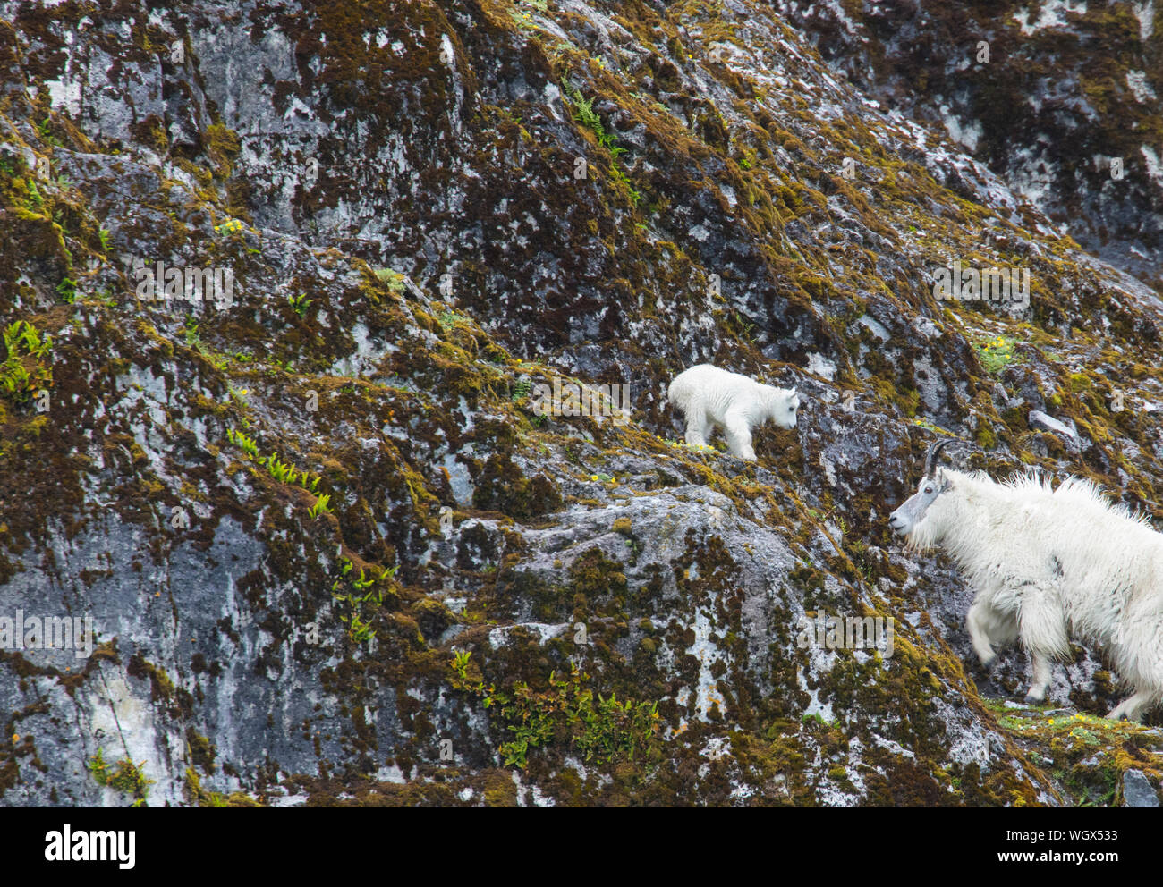 Capre di montagna, parco nazionale di Glacier Bay, Alaska. Foto Stock