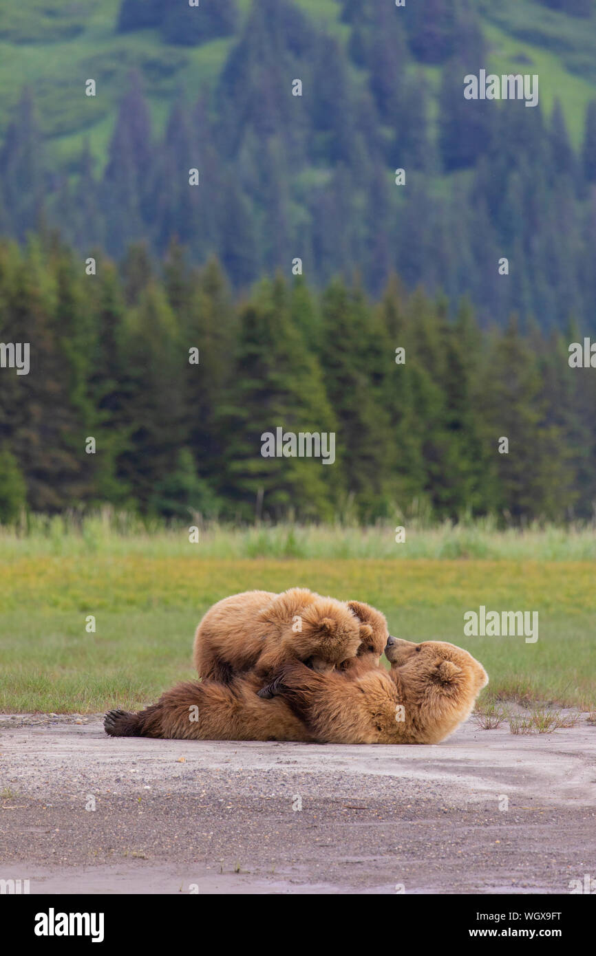 Assistenza infermieristica orso bruno, il Parco Nazionale del Lago Clark, Alaska. Foto Stock