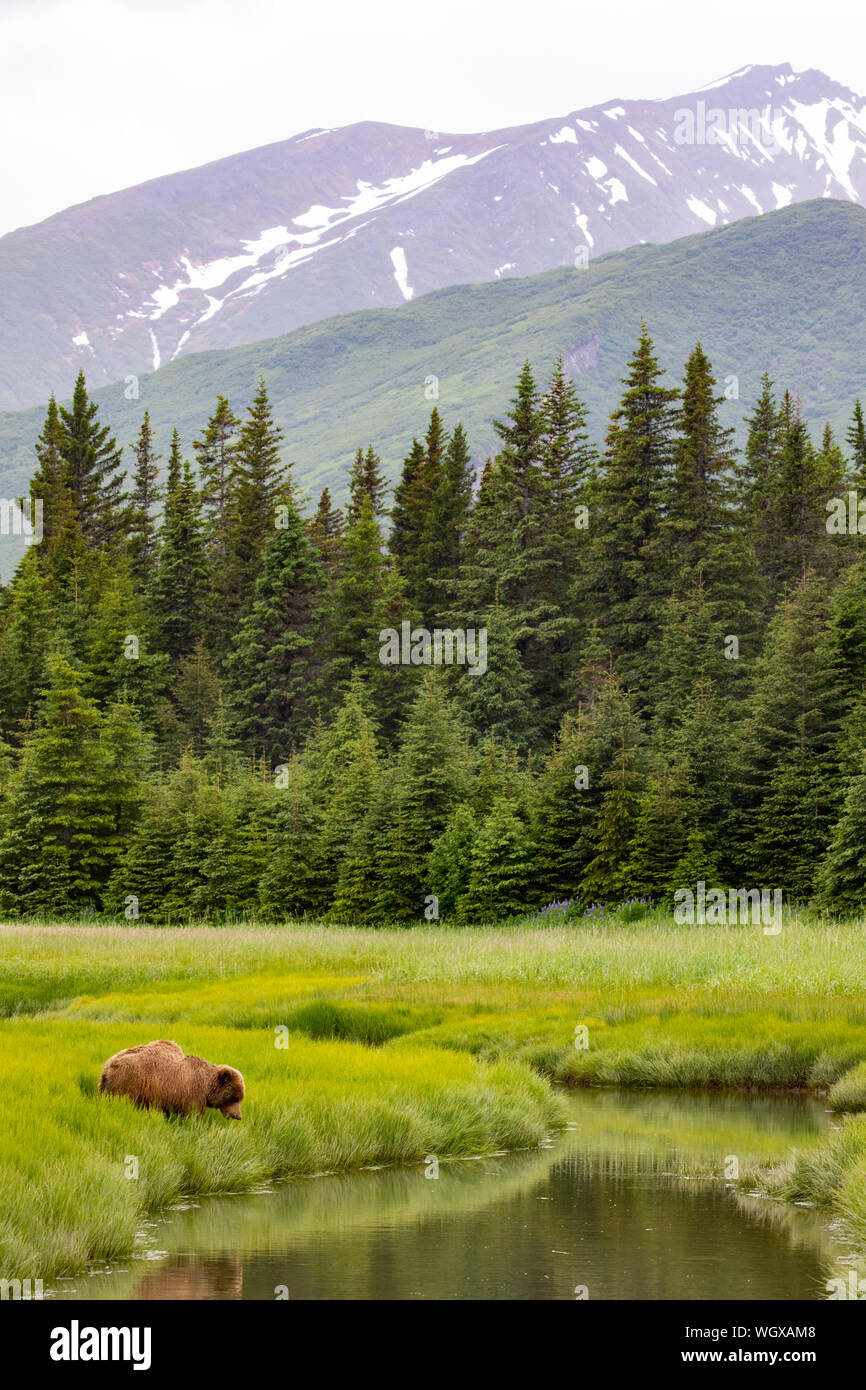 Marrone / Orso grizzly, il Parco Nazionale del Lago Clark, Alaska. Foto Stock