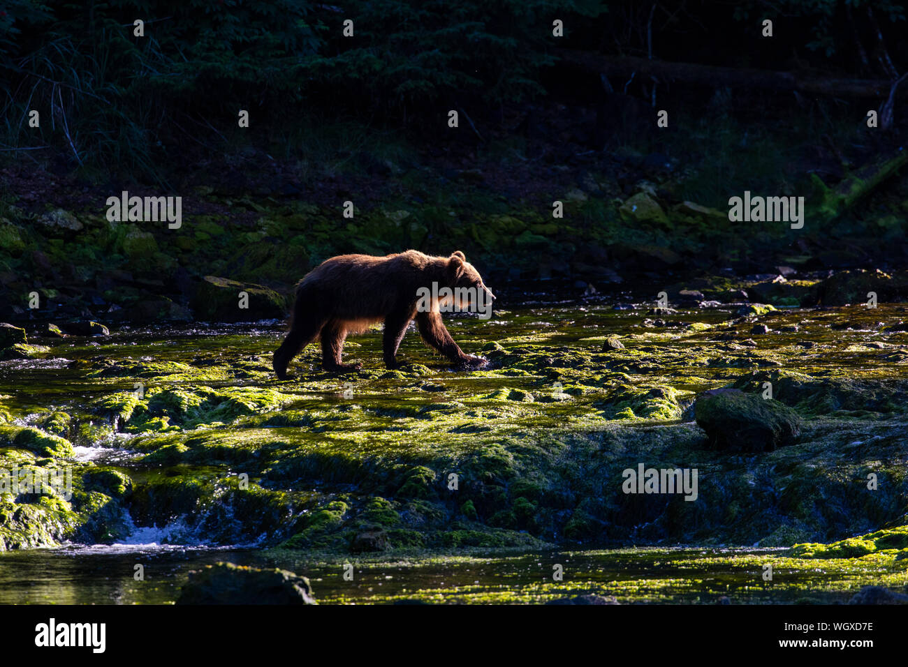 Orso bruno, Chichagof Island, Tongass National Forest, Alaska. Foto Stock