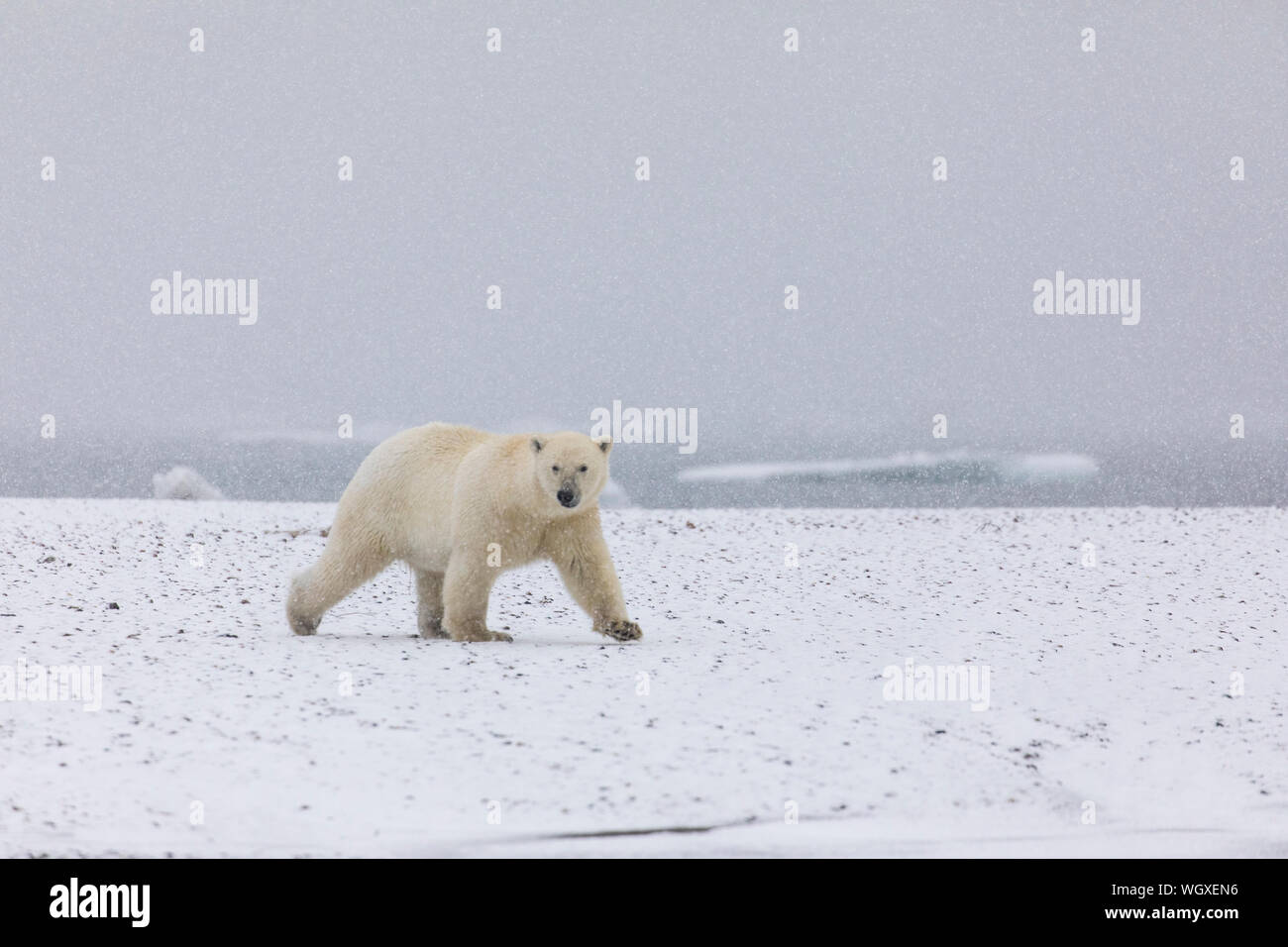 Gli orsi polari (Ursus maritimus), Arctic National Wildlife Refuge, Alaska. Foto Stock