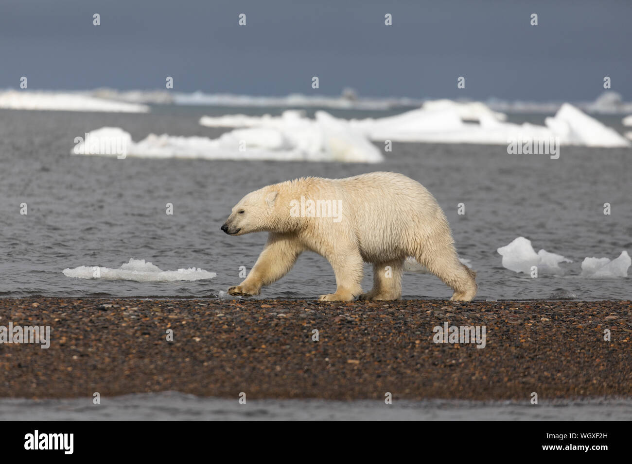 Orso polare (Ursus maritimus), Arctic National Wildlife Refuge, Alaska. Foto Stock