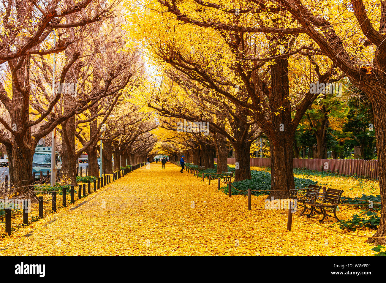 Dic 5, 2018 Tokyo, Giappone - Tokyo giallo ginkgo tunnel di alberi a Jingu gaien avanue in autunno con Tourist Godetevi il paesaggio. Attrazioni famose a novembre Foto Stock