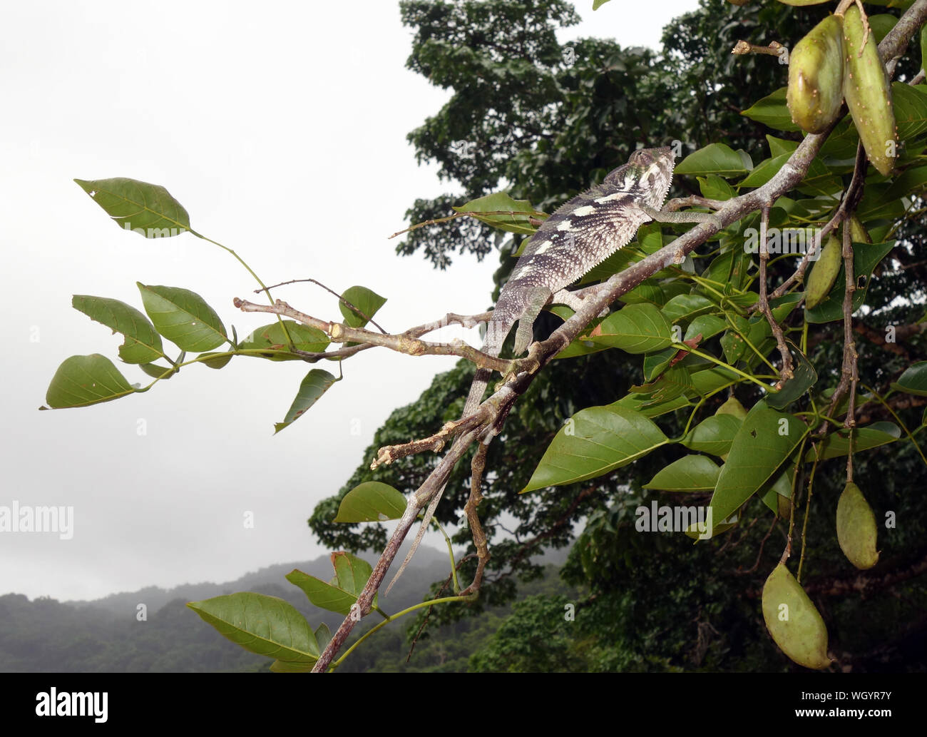 Panther chameleon sul ramo, Nosy mangabe, Parco Nazionale Masoala, Madagascar Foto Stock