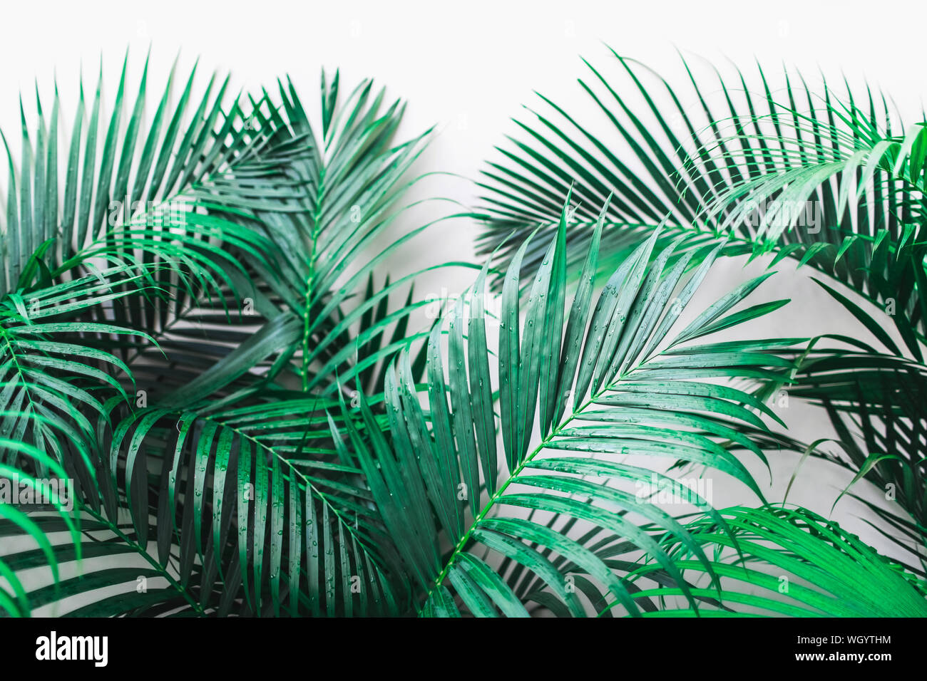 Con sfondo verde tropicale foglie di palmo isolato su bianco. Luogo vuoto per firmare, logo e design. Pianta esotica giungla texture. Foto Stock