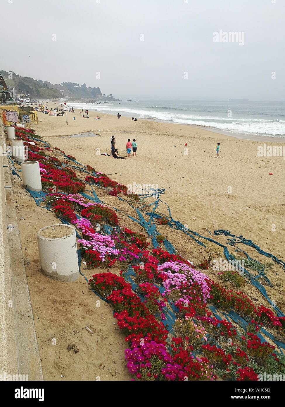 Angolo di Alta Vista di mazzi di fiori in riva al mare Foto stock - Alamy