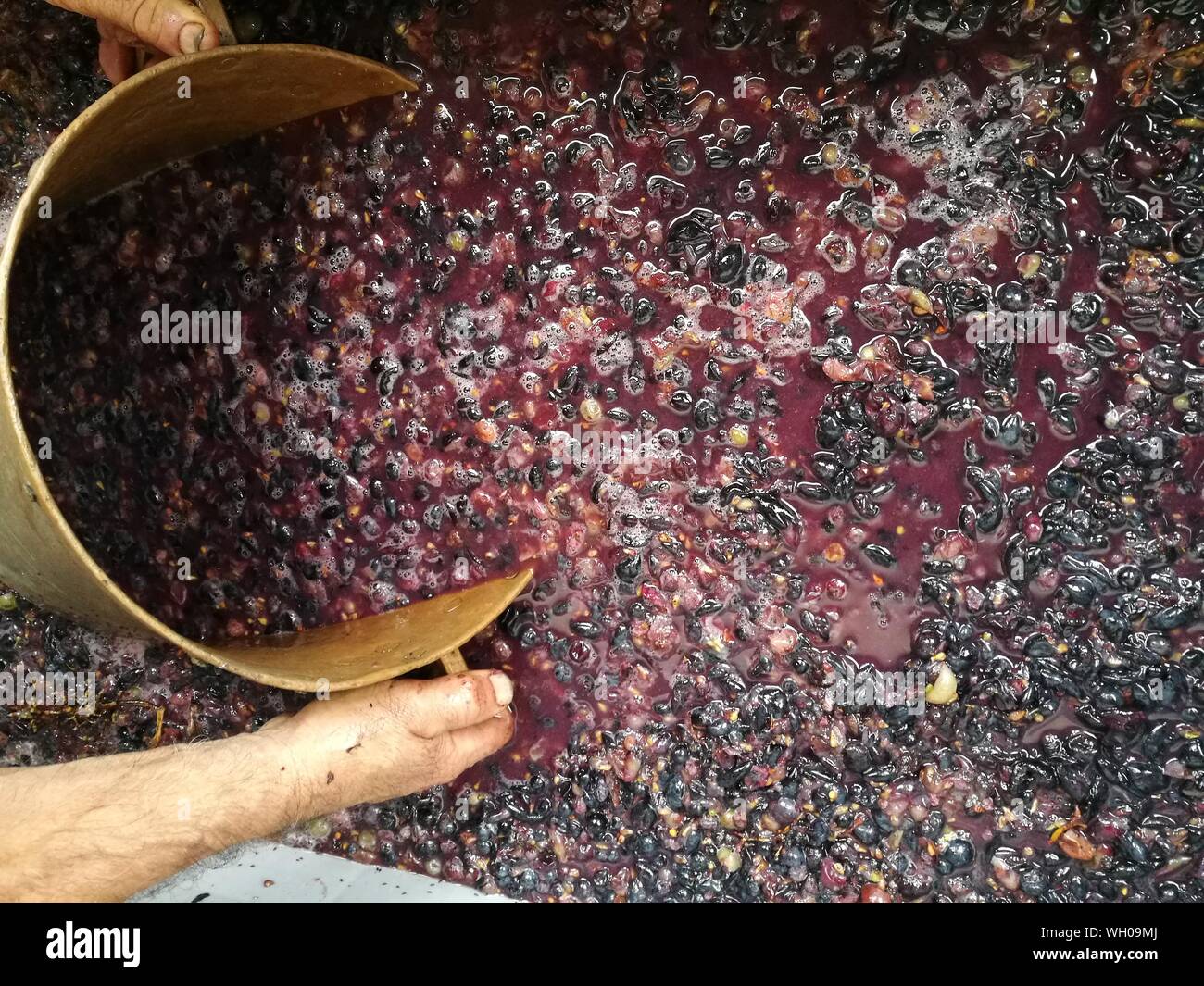 Immagine ritagliata dell uomo con uva schiacciata durante la vinificazione Foto Stock