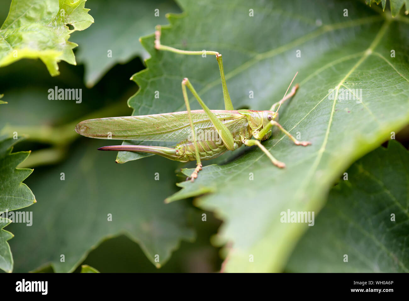 Femmina Tettigonia viridissima, la grande macchia verde-cricket, è una specie di grandi dimensioni di katydid o bush-cricket Foto Stock