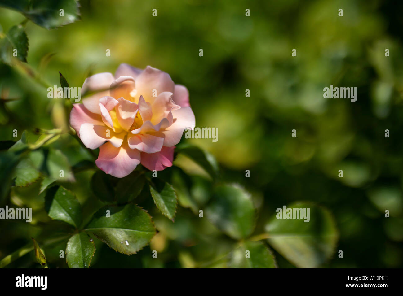 Rosa rosa , regalo romantico e concetto di giardinaggio Foto Stock