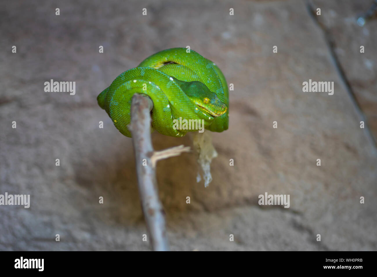 Green snake, animali velenosi concept Foto Stock
