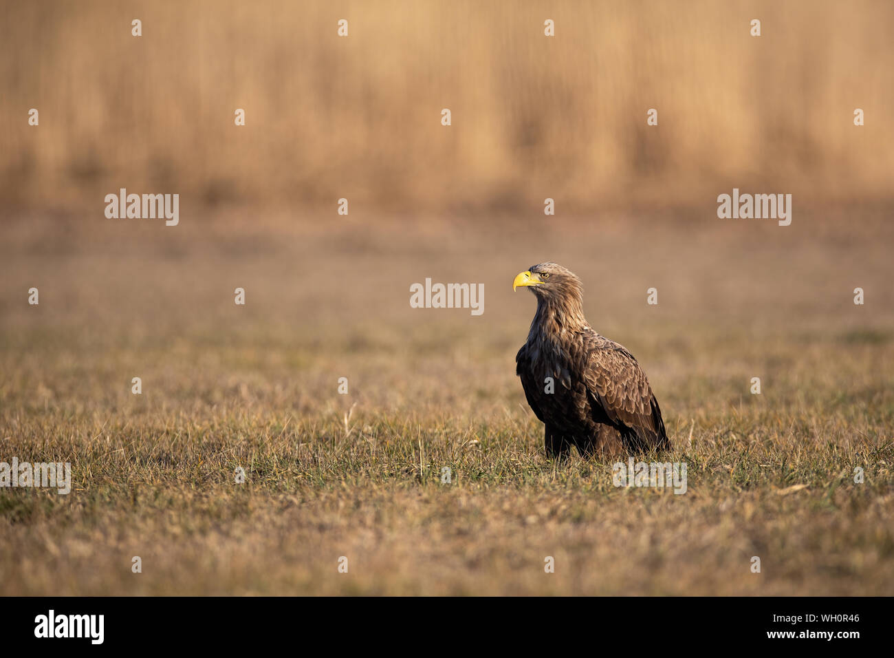 Adulto bianco-tailed eagle seduto a terra a sunrise con spazio di copia Foto Stock