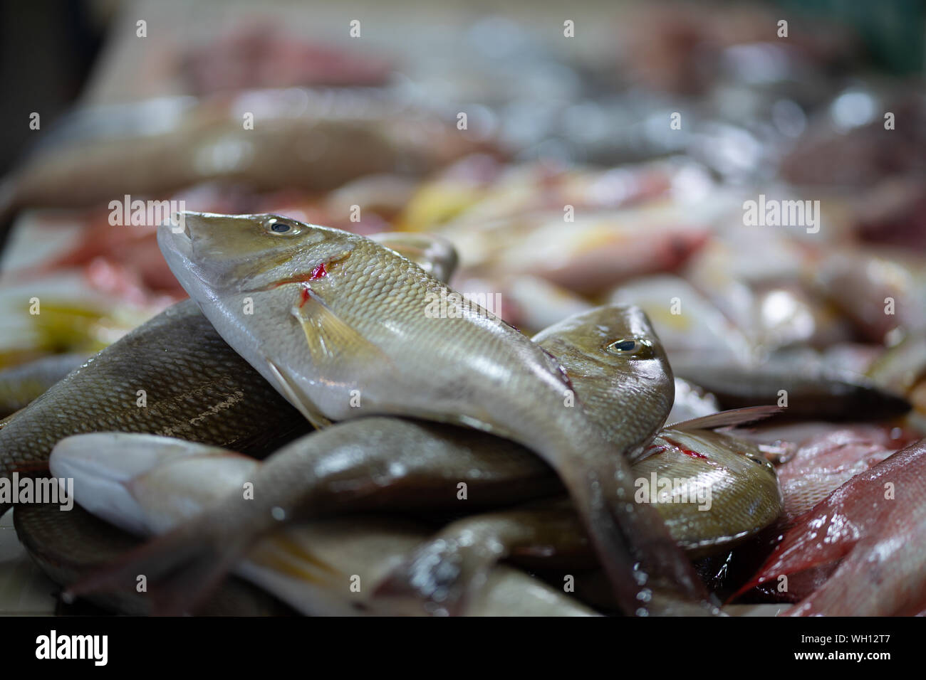 Pesce fresco in vendita entro un wet mercato del pesce,Cebu City, Filippine Foto Stock