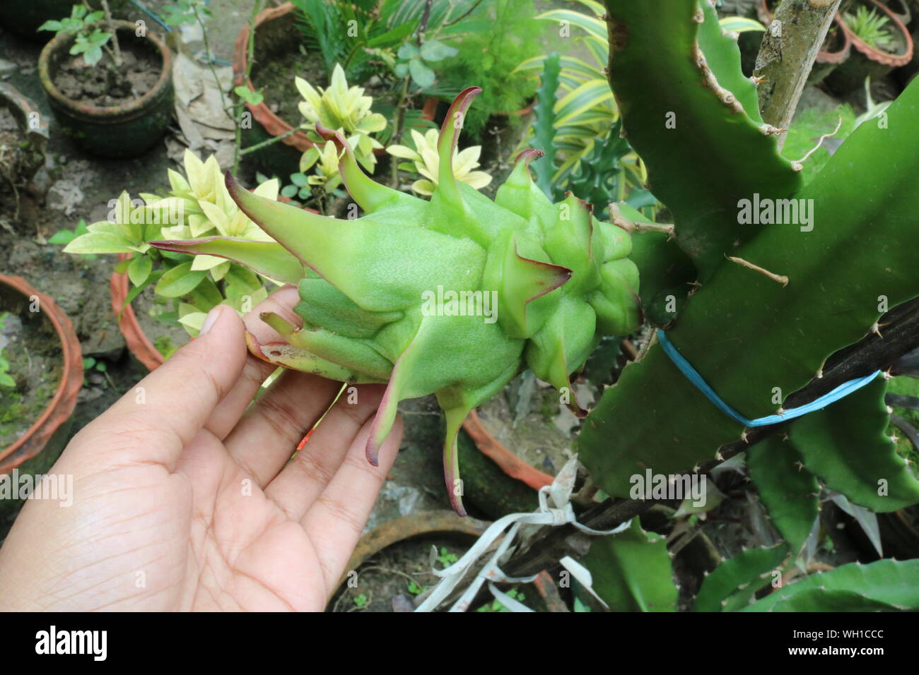 Green Dragon fresco frutta nel giardino vicino Shot Foto Stock