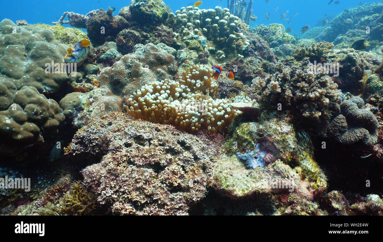 Pesci tropicali e barriera corallina, riprese subacquee. Seascape sotto l'acqua. Camiguin, Filippine. Foto Stock