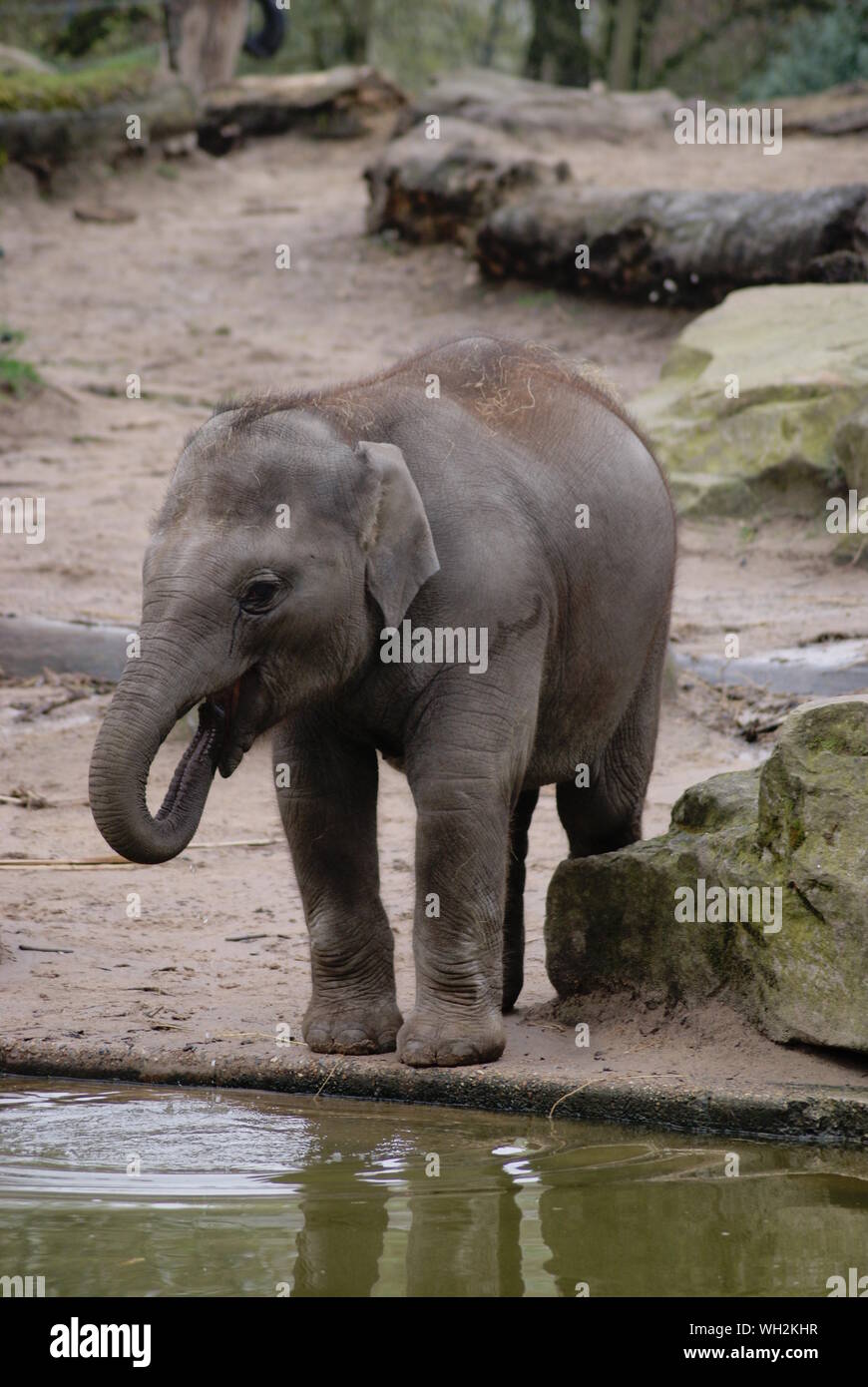 Vitello di elefante sul lungolago Foto Stock