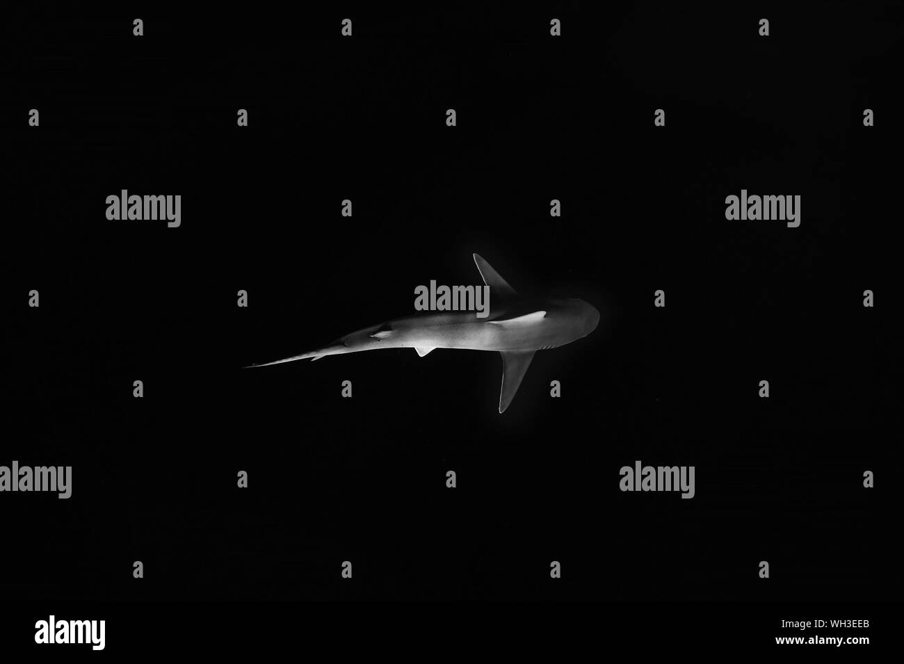 Close-up di Shark su sfondo nero Foto Stock
