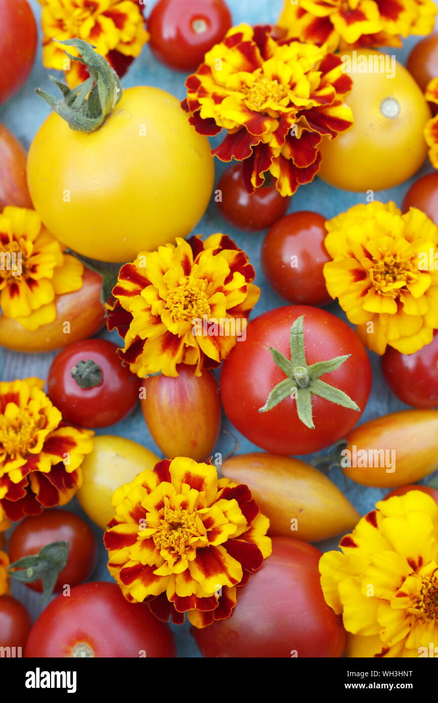 Solanum lycopersicum e Tagetes patula. Pomodori e il francese Le calendule compagno di piantagione concetto. Regno Unito Foto Stock