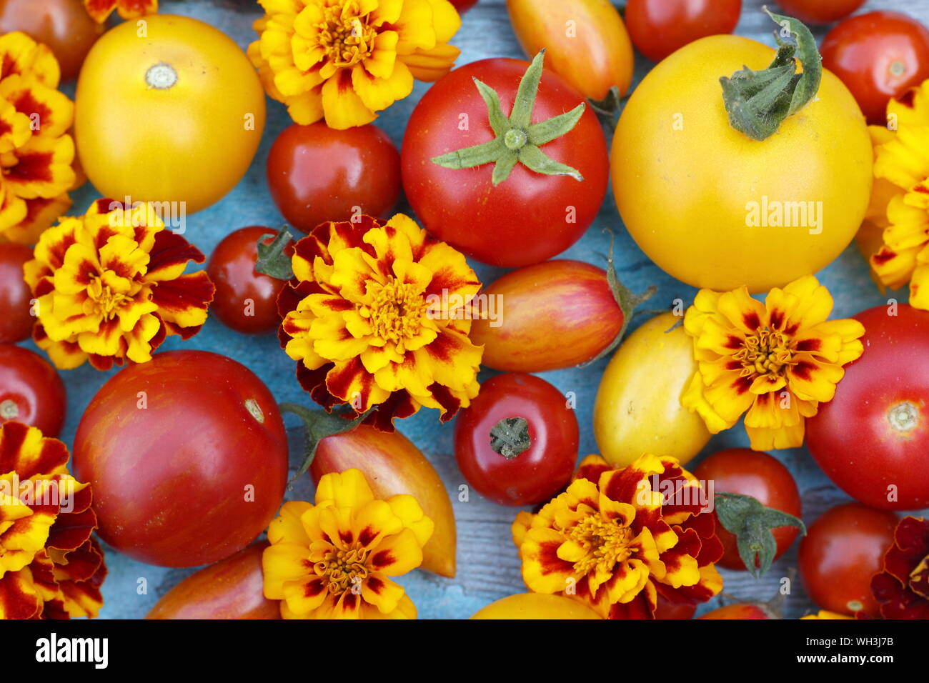 Solanum lycopersicum e Tagetes patula. Pomodori e il francese Le calendule compagno di piantagione concetto. Regno Unito Foto Stock